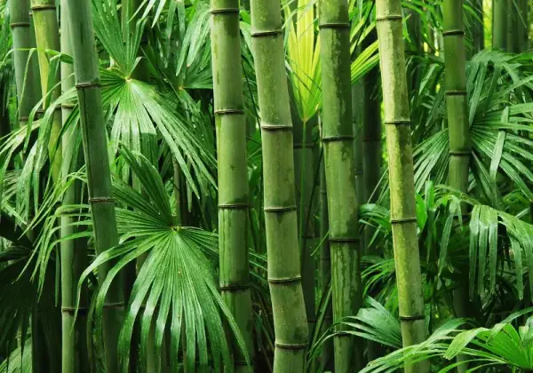 Bamboo